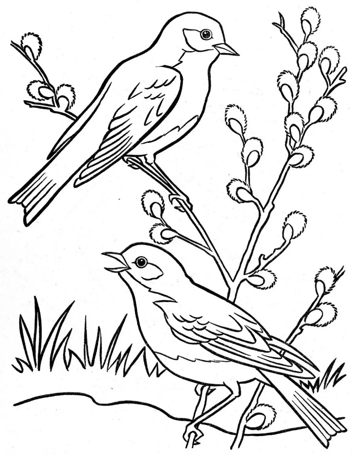 Dois Pássaros para colorir