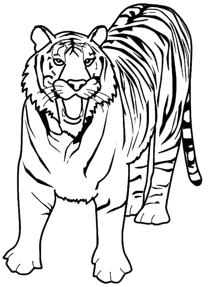 Tigre para pintar