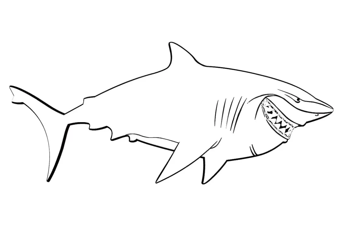 Tubarão para pintar